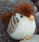 スズメ先生